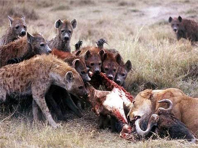 Các nhà khoa học thuộc Đại học Michigan đã khám phá ra rằng, linh cẩu mẹ đã truyền cho con những hoóc-môn kích thích tính hung hăng. Đó là điều kiện tiên quyết để giúp chúng chúng thắng trong các cuộc đấu tranh sinh tồn.