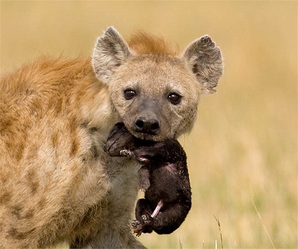 Vì thế, loài linh cẩu đốm sống theo chế độ mẫu hệ. Con cái bao giờ cũng hung hăng, tàn ác, mạnh mẽ hơn con đực. Tất nhiên là chúng cũng lãnh đạo luôn bầy linh cẩu đực.