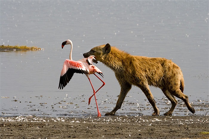 Chúng có chiều cao tới gần 1m, khối lượng trung bình 85kg. Linh cẩu cái to hơn nhiều so với con đực.