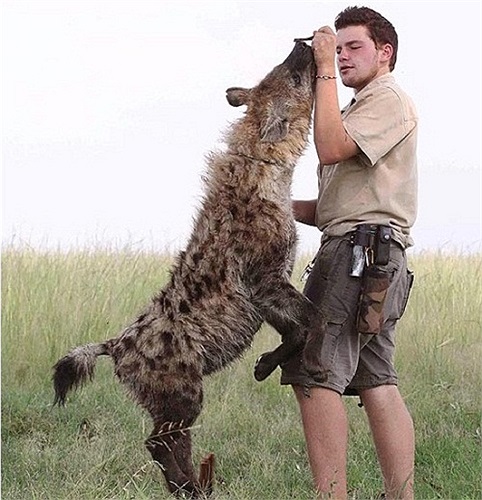 Là loài thú hoang dã, song chúng thích sống gần môi trường sống của con người. Chúng là loài cực kỳ hung dữ, nên không sợ con người. Ngược lại, con người phải nể loài thú hoang này vài phần.