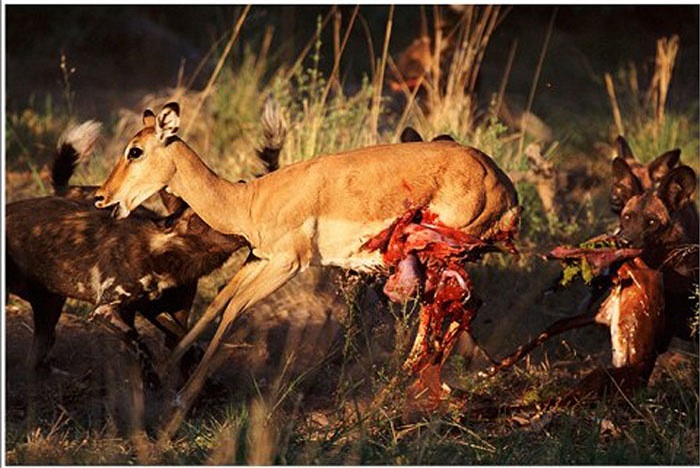 Mỗi con linh cẩu có một tiếng kêu khác nhau, nhưng qua tiếng kêu như tiếng cười của nó, những người bản địa có thể biết được thông tin về độ tuổi, vị trí trong đàn của nó.