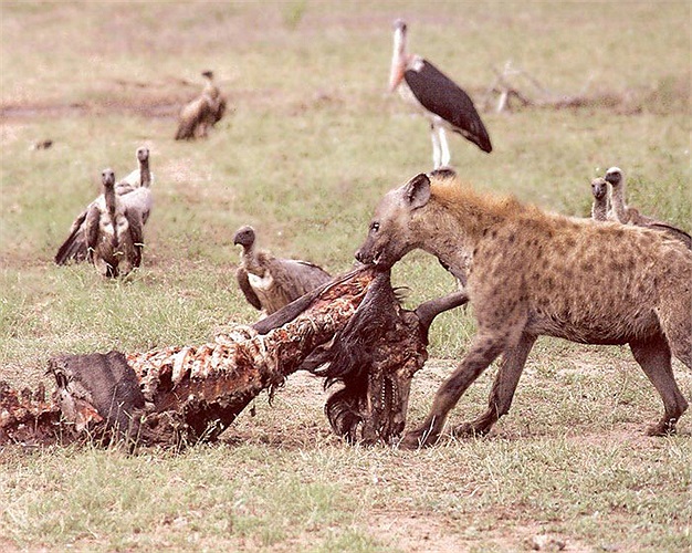 Linh cẩu đốm là loài ăn ăn thịt. Thức ăn của chúng khá tạp nham. Chúng ăn cả xác thối lẫn xác tươi. Chính vì thế, chúng bị hiểu nhầm là loài ăn xác thối.