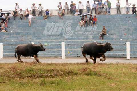 hội chọi trâu Đồ Sơn, Hải Phòng, 'ông trâu', 'phe vé'