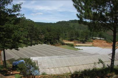 Bà Cúc và vườn rau mùi