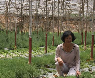 Bà Cúc và vườn rau mùi