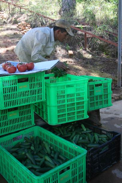 Lựa chọn rau quả trước khi giao cho khách hàng