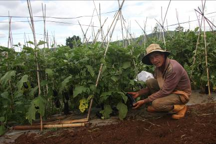 Giống cà tím mới sản xuất theo tiêu chuẩn an toàn
