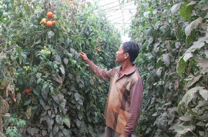 Ông Toản và vườn cà chua bán thuỷ canh khổng lồ