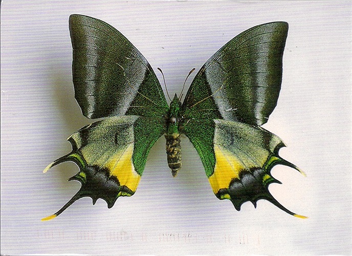 Bướm đuôi kiếm đốm vàng (Teinpalpus aureus) được giới khoa học coi là loài bướm quý hiếm vào bậc nhất của Việt Nam.