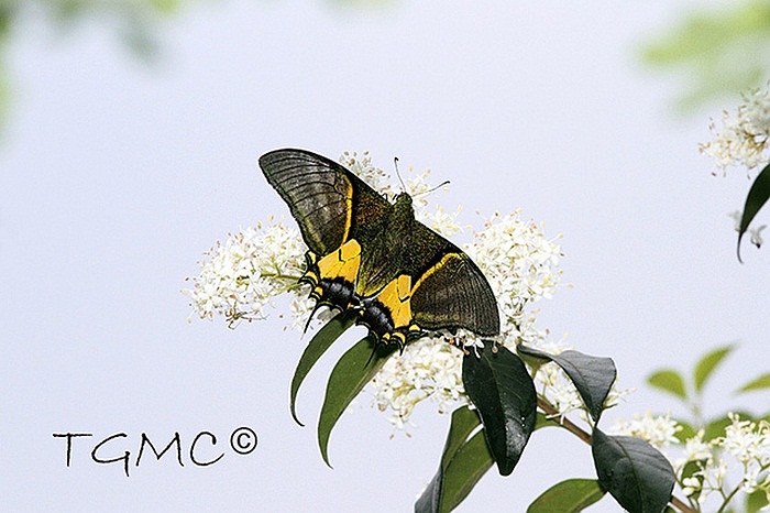 Chúng là đối tượng mà nhiều nhà sưu tầm bướm trên thế giới mơ ước được sở hữu