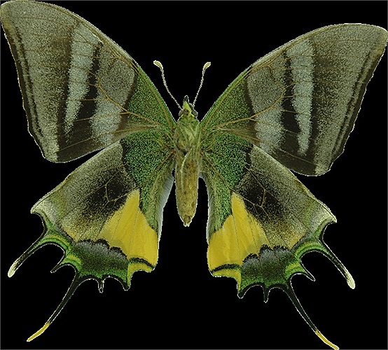 Vì đâu mà loài bướm này 'hot' như vậy?