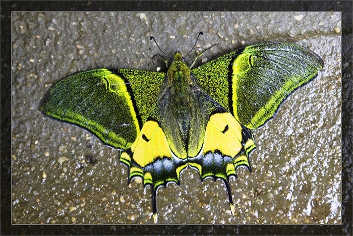 Câu trả lời là vẻ đẹp được xếp vào hàng 'top' trong thế giới loài bướm, cùng sự quý hiếm của chúng