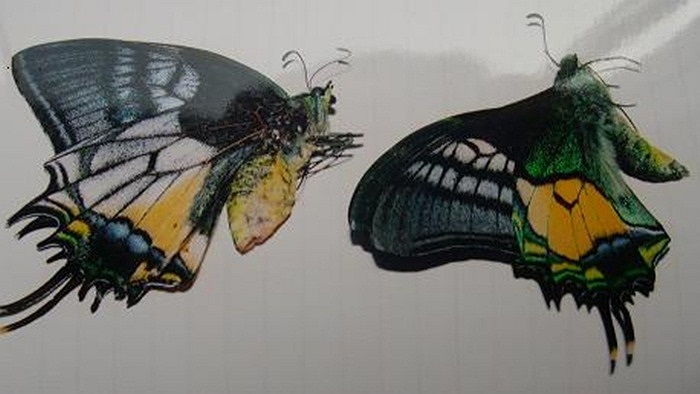 Trên thế giới loài bướm đuôi kiếm đốm vàng phân bố hẹp, chỉ xuất hiện ở các khu rừng tự nhiên trên núi cao, rải rác ở Nam Trung Quốc, Bắc - Trung Việt Nam và Trung Lào