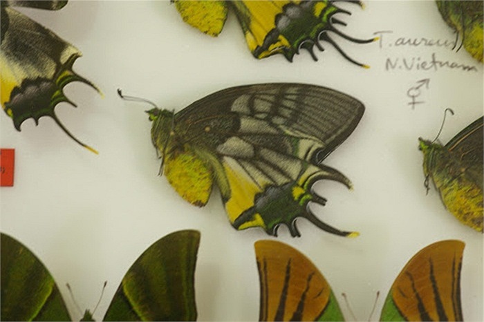 Loài bướm này đã được xếp vào danh lục loài nguy cấp, có nguy cơ bị đe dọa do quần thể nhỏ, nơi ở bị chia cắt, sự săn bắt quá mức và nạn phá rừng.