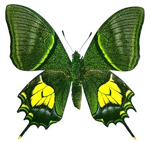 Hiện tại, việc nghiên cứu để nhân nuôi thương mại loài bướm quý này đã được đề xuất. Nếu được thực hiện, điều này sẽ mang lợi một nguồn lợi đáng kể cho đất nước.