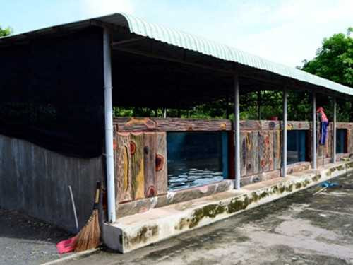 Hồ nuôi cá hải tượng của ông Ninh tương đương hồ bơi dành cho người lớn.