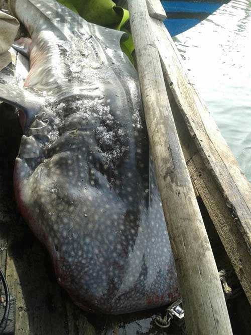 cá voi nhám, mắc lưới