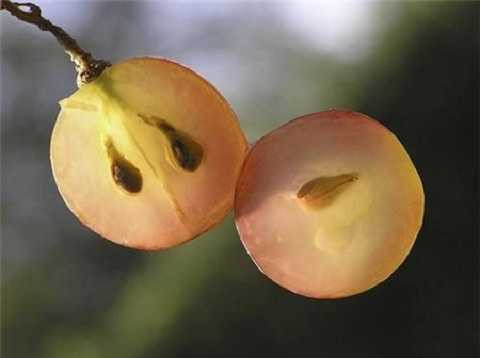 Các loại hạt cực tốt cho sức khỏe