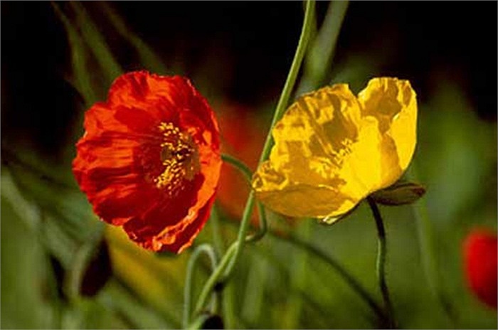 Hoa anh túc hay còn gọi là hoa thuốc phiện có vẻ đẹp sặc sỡ nhưng cũng rất nguy hiểm bởi khả năng gây nghiện của nó. 