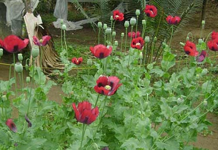 Cận cảnh mủ cây anh túc. Người ta thường rạch dọc trái anh túc, sau cuối, người ta rạch chéo. Trời càng lạnh càng nhiều mủ và người ta thường cạo mủ vào buổi sáng, lúc khoảng 4-5h. Thời gian cạo trong vòng 15 ngày sau đó bỏ cây vì hết mủ.