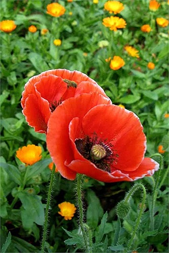 Loài này thích hợp với khí hậu vùng cao.