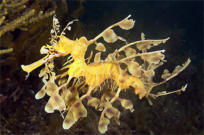 Với thân hình giống những chiếc lá giúp cho hải long lá có tài ngụy trang tài tình nhất dưới đáy đại dương, hòa nhập với những loài thực vật. Vì vậy, các loại cá dữ khó mà biết được nó là một loài cá nên tránh được cảnh bị ăn thịt.