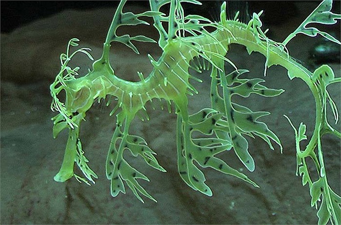 Hải Long lá hạn chế vận động và có thể đứng yên tại một vị trí trong suốt khoảng thời gian dài 68 tiếng đồng hồ. Tuy nhiên, một số con hải long lá thỉnh thoảng sẽ di chuyển với tốc độ 150m/h và trong một khoảng thời gian dài.