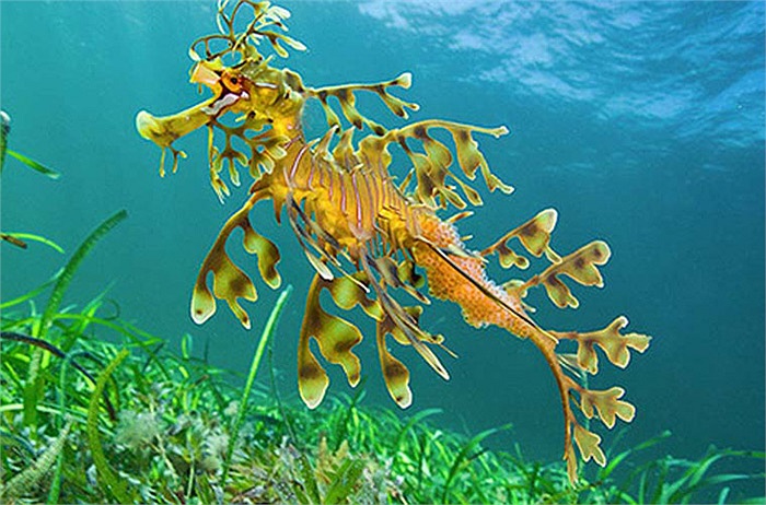 Hải long lá có miệng dài và nhỏ, chủ yếu dùng để hút con mồi vào trong. Thức ăn khoái khẩu của chúng là các loài không xương sống nhỏ sống quanh quẩn trong những đám tảo bẹ.