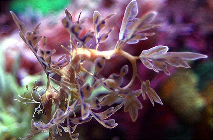 Để tự vệ cũng như tấn công, hải long lá co cơ thể lại và chĩa những cái gai trên mình ra. Đó chính là vũ khí quan trọng nhất của loài cá quý hiếm dưới đáy đại dương này.