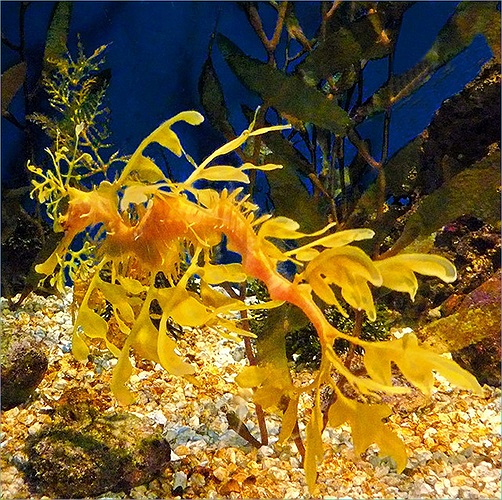 Hải long lá cái đẻ trứng mỗi năm một lần và mỗi lần đẻ khoảng 250 trứng. Sau đó, chúng sẽ để trứng của mình lên bộ phận ấp trứng nằm ở trên đuôi của con đực để thụ tinh.