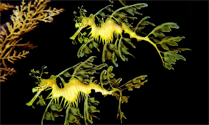 Trứng được rồng đực mang suốt bên mình cho đến khi nở. Sau khoảng 8 tuần, số trứng đó sẽ nở thành những chú hải long lá con nhưng chỉ có khoảng 5% số đó phát triển được đến tuổi trưởng thành (khoảng 2 năm tuổi).