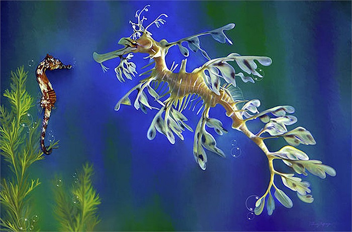 Chính vì vẻ đẹp tuyệt vời, khác lạ của mình, hải long lá trở thành đối tượng của những người thích nuôi cá cảnh và những kẻ thích săn tìm vật lạ tìm cách săn bắt và mua bán chúng trái phép.