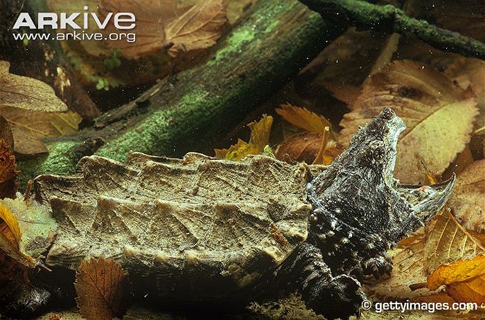 Thức ăn ưa thích là các loại cá, xác động vật thối rữa ... và cả những con rùa nhỏ hơn. 