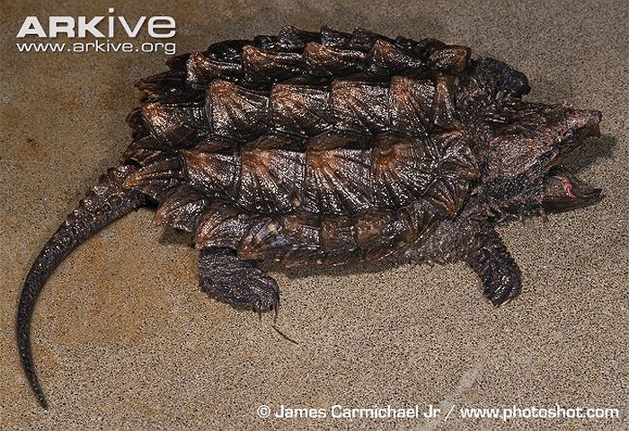 Độ tuổi trưởng thành của loài này là 13