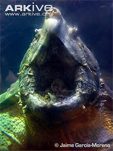 Với bộ hàm cực khỏe, con mồi sẽ nhanh chóng bị kẹp chặt cho đến chết