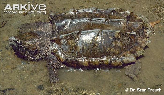 Loài này cũng đã xuất hiện tại Châu Á và Châu Âu