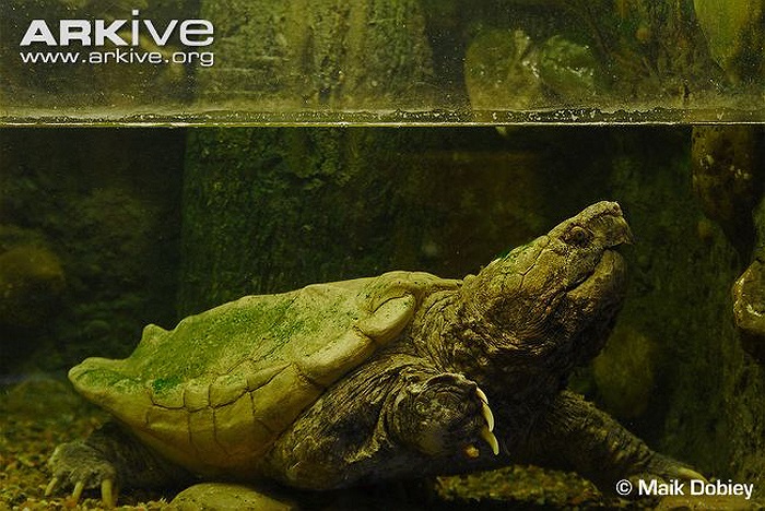 Con rùa nặng nhất của loài này có trọng lượng lên đến 183 kg, được tìm thấy ở Kansas, Mỹ năm 1937