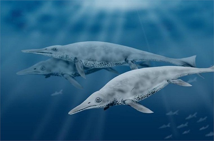 Shastasaurus là loài ăn thịt có bề ngoài khá giống với cá voi hiện nay