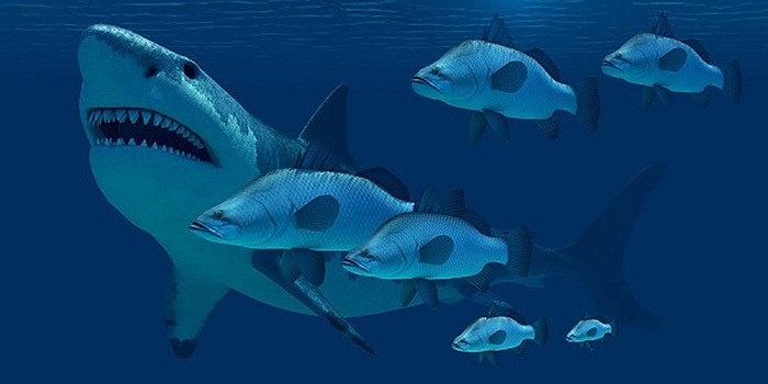 Những hóa thạch thu thập được đã chỉ ra rằng, con cá mập khổng lồ này đã đạt tổng chiều dài 18 - 20m, cân nặng đạt 103 tấn