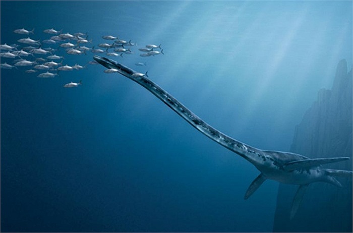 Thalassomedon được mệnh danh là 'Vua biển'. Loài này có chiều dài lên tới 12m, với những chiếc chân dài 2m, cho phép nó có thể lặn sau dưới biển