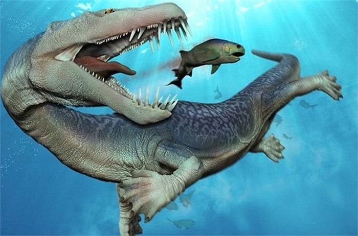 Nothosaurus là một loài săn mồi khát máu. Chúng có những chiếc răng cực nhọn, chĩa ra phía ngoài