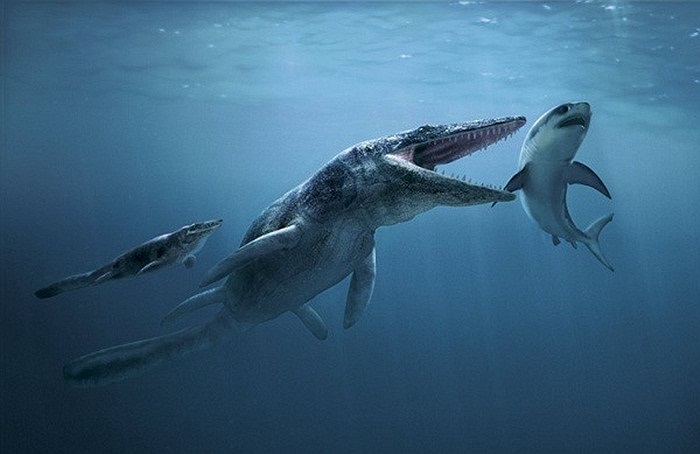Tylosaurus sống ở kỷ phấn trắng, ở khu vực Bắc Mỹ