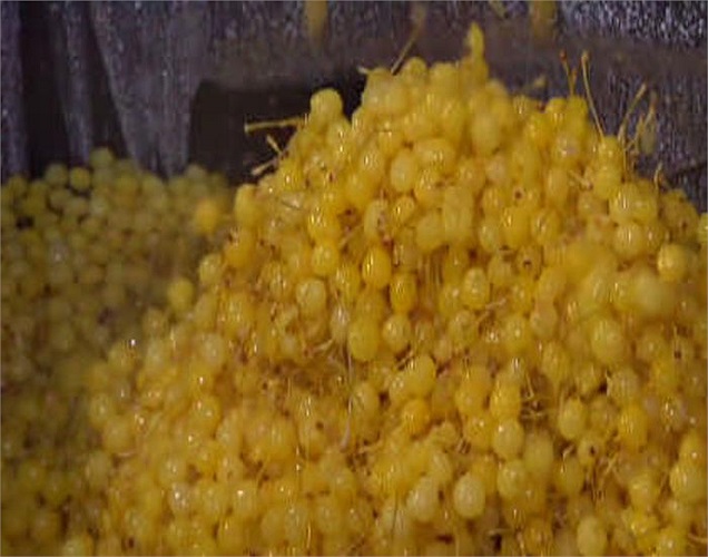 Đống trái anh đào đã tách hạt, sẵn sàng bước sang chu trình tiếp theo: ngâm tẩm để tạo màu đỏ ngon mắt.