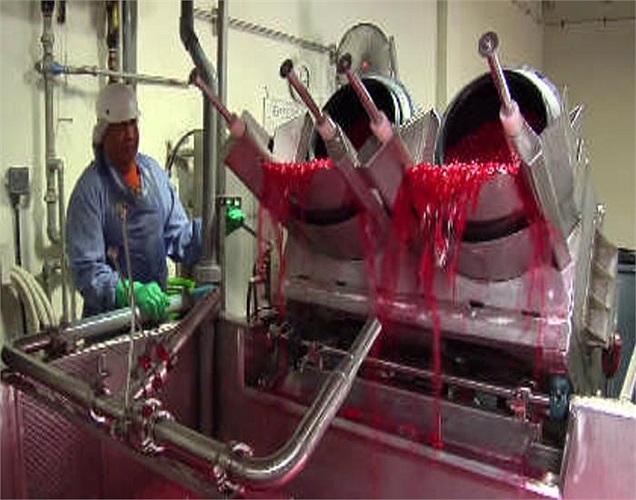 Quá trình ngâm tẩm màu đỏ diễn ra trong 3 tuần. Đây là khoảng thời gian dài, đủ để anh đào ngấm ngáp các hóa chất cần thiết.