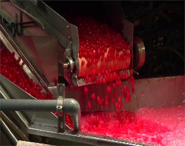 Màu đỏ đậm nổi bật trong khu vực chế biến anh đào ngâm rượu.