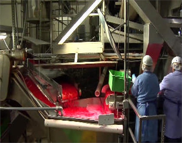 Nhìn thoáng qua, chúng thậm chí có thể gợi liên tưởng tới những bình máu lớn.