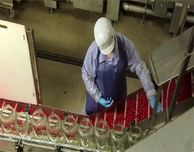 Công nhân đang trong khâu đóng lọ những quả anh đào đã chế biến xong.