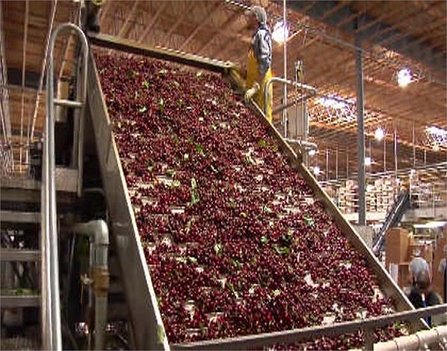 Trái anh đào được rửa sạch.