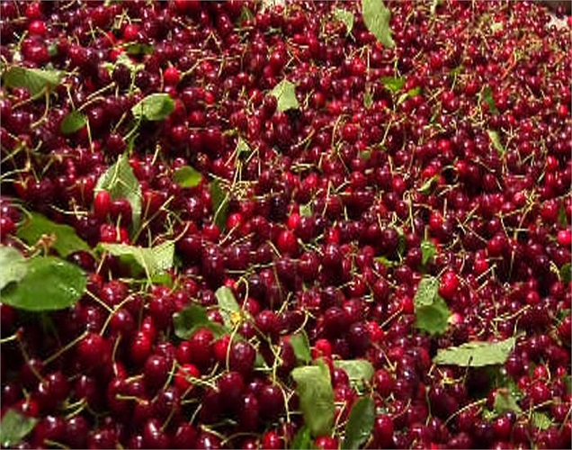 Sau đó, người ta phân loại anh đào theo kích cỡ quả. 