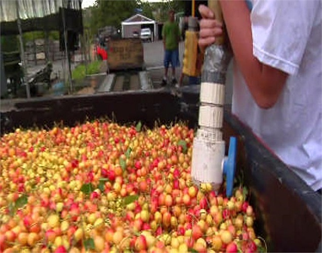 Anh đào dùng để ngâm rượu được ướp bằng nước muối, thường gồm hai loại hóa chất sulfur dioxide và calcium chloride có tác dụng làm sạch.
